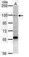 Zinc Finger Protein 574 antibody, PA5-21678, Invitrogen Antibodies, Western Blot image 