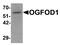 2-Oxoglutarate And Iron Dependent Oxygenase Domain Containing 1 antibody, A09074, Boster Biological Technology, Western Blot image 