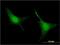 PeP antibody, H00005550-M04, Novus Biologicals, Immunofluorescence image 