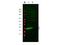 Myosin Light Chain 9 antibody, GTX85778, GeneTex, Western Blot image 