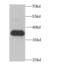 Cytokine Induced Apoptosis Inhibitor 1 antibody, FNab01707, FineTest, Western Blot image 