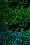 CYP51A1 antibody, LS-C334588, Lifespan Biosciences, Immunofluorescence image 