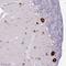 Fibrosin Like 1 antibody, HPA049880, Atlas Antibodies, Immunohistochemistry frozen image 