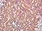 Cell division cycle protein 123 homolog antibody, orb100245, Biorbyt, Immunohistochemistry paraffin image 