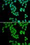 Ribonuclease A Family Member 13 (Inactive) antibody, GTX54675, GeneTex, Immunocytochemistry image 