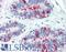 Dipeptidyl peptidase 1 antibody, LS-B9359, Lifespan Biosciences, Immunohistochemistry frozen image 