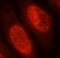 Nuclear Factor Kappa B Subunit 1 antibody, FNab10143, FineTest, Immunofluorescence image 