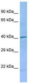 Dead end protein homolog 1 antibody, TA344036, Origene, Western Blot image 