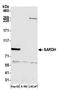 Sarcosine dehydrogenase, mitochondrial antibody, A305-855A-M, Bethyl Labs, Western Blot image 