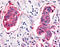Adhesion G Protein-Coupled Receptor L4 antibody, TA340637, Origene, Immunohistochemistry paraffin image 