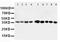 Aminoacyl TRNA Synthetase Complex Interacting Multifunctional Protein 2 antibody, PA1481, Boster Biological Technology, Western Blot image 
