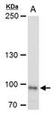 LDL Receptor Related Protein 1 antibody, GTX129086, GeneTex, Western Blot image 
