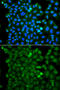 Ring Finger Protein 125 antibody, 23-328, ProSci, Immunofluorescence image 