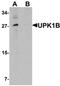 Uroplakin-1b antibody, orb75668, Biorbyt, Western Blot image 