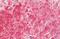 Histamine Receptor H4 antibody, MBS247300, MyBioSource, Immunohistochemistry frozen image 