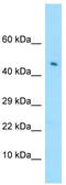 Leukocyte immunoglobulin-like receptor subfamily A member 4 antibody, TA338103, Origene, Western Blot image 