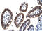 Egr-2 antibody, 31-211, ProSci, Western Blot image 