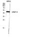 Glycerol-3-Phosphate Acyltransferase 3 antibody, A07965-1, Boster Biological Technology, Western Blot image 