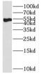 Vitamin K-dependent protein C antibody, FNab06795, FineTest, Western Blot image 