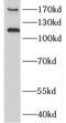Membrane-associated guanylate kinase, WW and PDZ domain-containing protein 1 antibody, FNab04952, FineTest, Western Blot image 