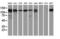 Histone Deacetylase 6 antibody, CF502177, Origene, Western Blot image 