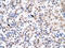 Interferon Regulatory Factor 8 antibody, 31-202, ProSci, Western Blot image 