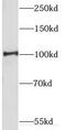 Cullin 4B antibody, FNab02080, FineTest, Western Blot image 