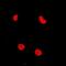 RAD54 Like 2 antibody, abx141321, Abbexa, Western Blot image 
