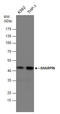 SHANK Associated RH Domain Interactor antibody, GTX130231, GeneTex, Western Blot image 