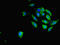 Salvador Family WW Domain Containing Protein 1 antibody, orb41245, Biorbyt, Immunocytochemistry image 