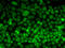 Ubiquitin Recognition Factor In ER Associated Degradation 1 antibody, 22-483, ProSci, Immunofluorescence image 