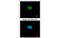 Recombining binding protein suppressor of hairless antibody, MBS837478, MyBioSource, Immunofluorescence image 