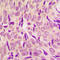 Ribosomal Protein S6 antibody, LS-C358300, Lifespan Biosciences, Immunohistochemistry frozen image 