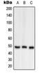 Ornithine Aminotransferase antibody, LS-C352606, Lifespan Biosciences, Western Blot image 