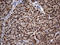 BTB/POZ domain-containing protein KCTD9 antibody, LS-C794098, Lifespan Biosciences, Immunohistochemistry paraffin image 