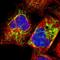 Exonuclease 3'-5' Domain Containing 2 antibody, HPA005848, Atlas Antibodies, Immunofluorescence image 