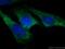 RAB5A, Member RAS Oncogene Family antibody, 20228-1-AP, Proteintech Group, Immunofluorescence image 
