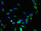 Dyslexia susceptibility 1 candidate gene 1 protein antibody, orb47171, Biorbyt, Immunofluorescence image 