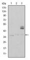 CD1a Molecule antibody, AM06599SU-N, Origene, Western Blot image 