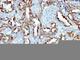 Platelet And Endothelial Cell Adhesion Molecule 1 antibody, V3141IHC-7ML, NSJ Bioreagents, Immunohistochemistry frozen image 