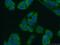 FKBP Prolyl Isomerase 3 antibody, 11755-1-AP, Proteintech Group, Immunofluorescence image 