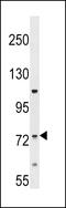 ERI1 Exoribonuclease Family Member 2 antibody, 58-555, ProSci, Western Blot image 