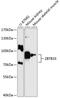 Zinc Finger And BTB Domain Containing 33 antibody, 14-692, ProSci, Western Blot image 