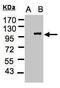 Importin 13 antibody, PA5-21884, Invitrogen Antibodies, Western Blot image 