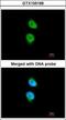 Calcium/Calmodulin Dependent Protein Kinase ID antibody, GTX105169, GeneTex, Immunofluorescence image 