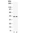 RAD51 Paralog C antibody, R31816, NSJ Bioreagents, Western Blot image 
