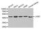 JunD Proto-Oncogene, AP-1 Transcription Factor Subunit antibody, TA332737, Origene, Western Blot image 