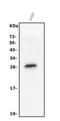 Regulator Of G Protein Signaling 18 antibody, A10844-2, Boster Biological Technology, Western Blot image 