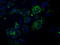 Nucleoside diphosphate kinase, mitochondrial antibody, TA501177, Origene, Immunofluorescence image 