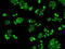 Heat Shock Protein Family A (Hsp70) Member 9 antibody, GTX84330, GeneTex, Immunofluorescence image 
